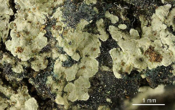 Представитель Семейства Monoblastiaceae